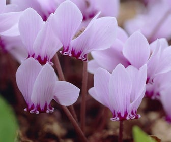 Alpenviooltje (Cyclamen hederifolium)