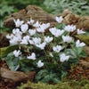 Alpenviooltje (Cyclamen hederifolium 'Album')