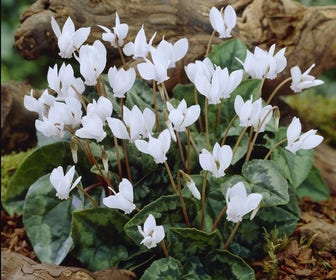 Alpenviooltje (Cyclamen hederifolium 'Album')