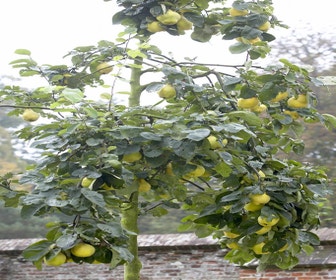 Kweepeer (Cydonia oblonga)