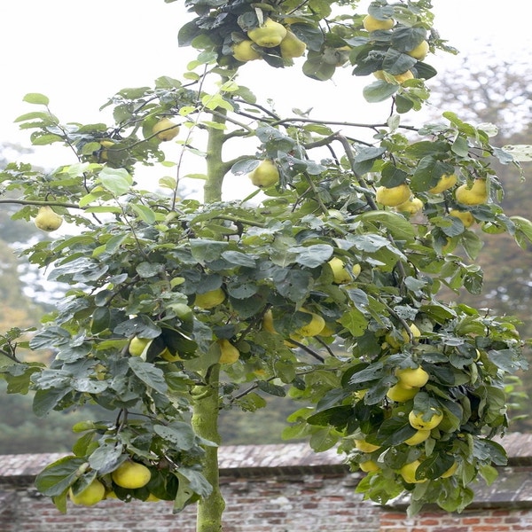 Kweepeer (Cydonia oblonga 'Rea's Mammoth')