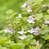 Muurleeuwebek (Cymbalaria muralis)