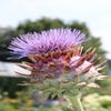 Artisjok (Cynara scolymus)