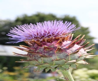 Artisjok (Cynara scolymus)
