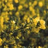 Brem (Cytisus praecox 'Allgold')