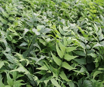 IJzervaren (Cyrtomium fortunei)