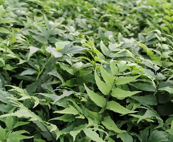 IJzervaren (Cyrtomium fortunei)