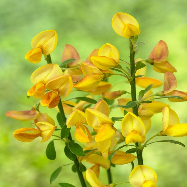 Cytisus 'apricot gem'