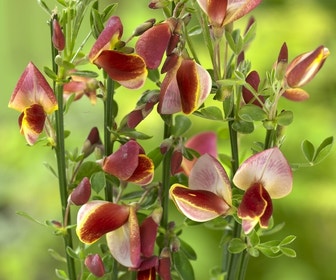Brem (Cytisus 'Goldfinch')