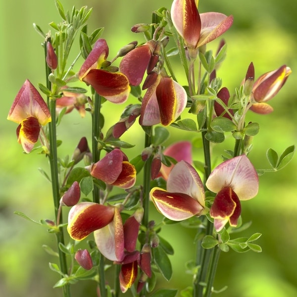 Brem (Cytisus 'Goldfinch')