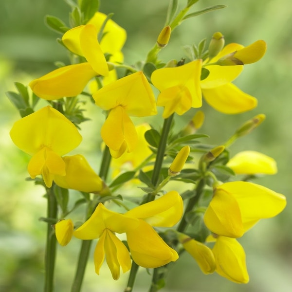 Brem (Cytisus 'Vanesse')