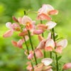 Brem (Cytisus 'Zeelandia')