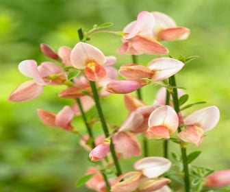 Brem (Cytisus 'Zeelandia')