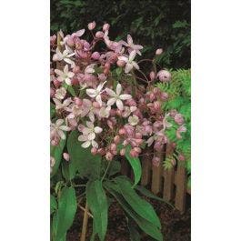 groenblijvende-clematis-clematis-armandii-hendersonii-rubra