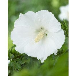 Altheastruik Op Stam Hibiscus Syriacus William R Smith Directplant