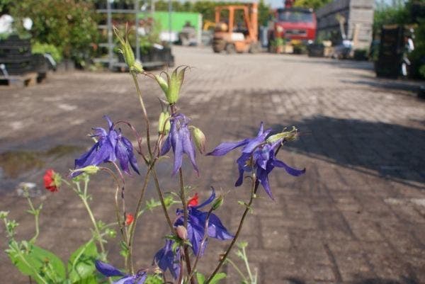 Miscela Colorata Di Aquilegia Circa 50 Semi - Perenne/resistente - Foto 5