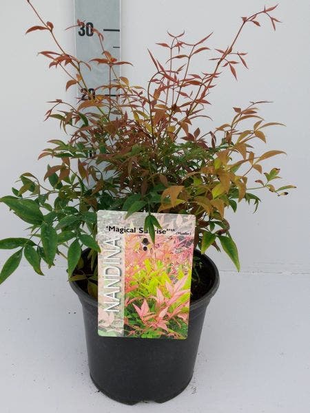 Hemelse Bamboe Nandina Magical Sunrise Directplant