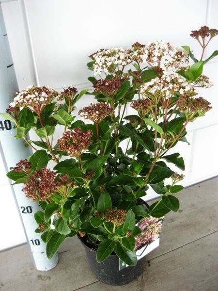 Viburnum tinus (Sneeuwbal) struik kopen | Heijnen Planten