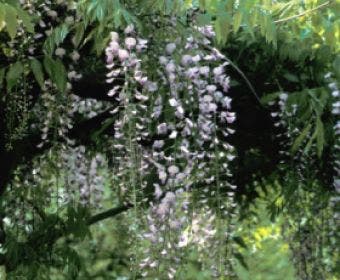 FLORASELF Klimplant Blauwe regen Wisteria floribunda 'Rosea' H 190 cm