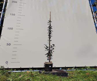 Perenboom (Pyrus communis 'Thorn') Bio