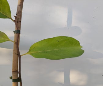 Kaki / Amerikaanse dadelpruim (Diospyros x dar Soviepkhy) Bio