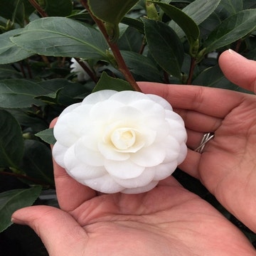 Camellia japonica 'Nuccio's Gem'