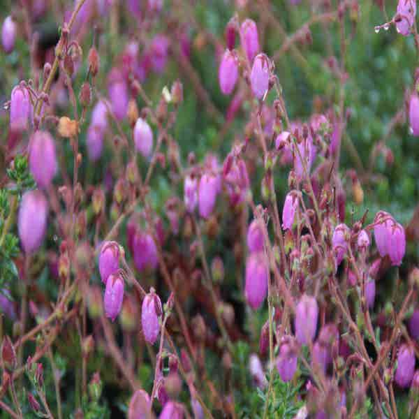Ierse hei (Daboecia cantabrica)