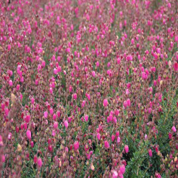 Ierse heide (Daboecia cantabrica 'Rood') 15/20cm