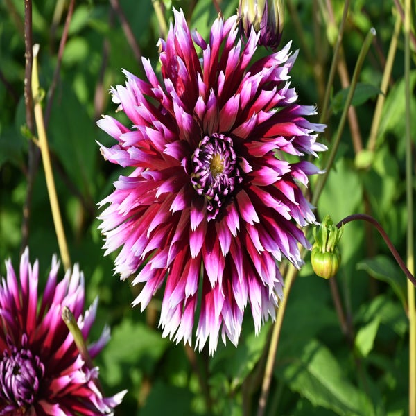 Dahlia (Dahlia 'Alauna Clair-Obscur') 