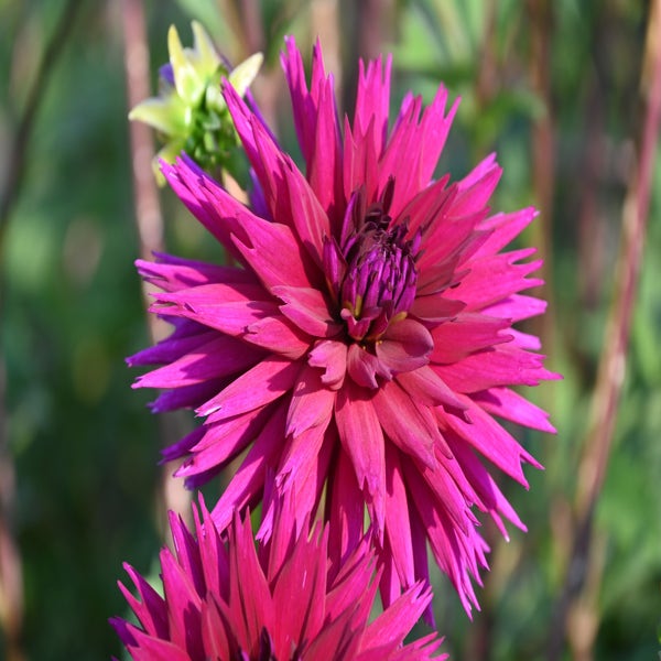 Dahlia (Dahlia 'Ambition')