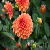 Dahlia ('American Sunset')