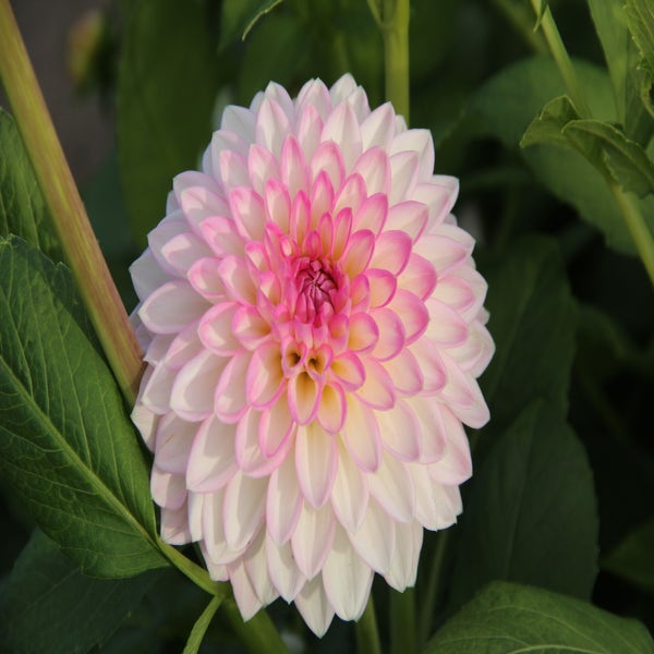 Dahlia ('Arbatax')