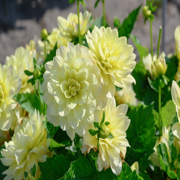 Dahlia ('Berliner Lemon')