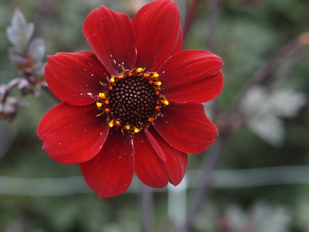 Dahlia