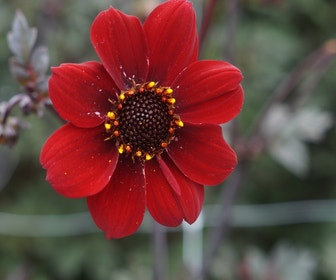 Dahlia (Dahlia 'Bishop of Auckland')