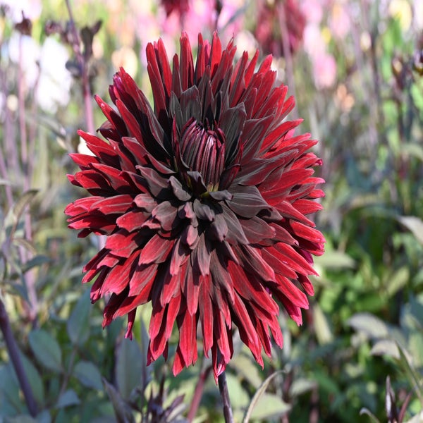 Dahlia (Dahlia 'Black Jack')