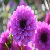 Dahlia ('Blue Bell')