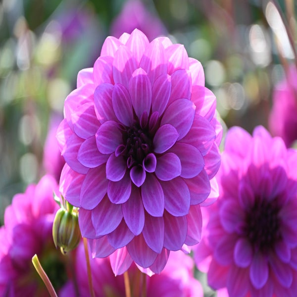 Dahlia ('Blue Bell')