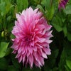 Dahlia (Dahlia 'Café au Lait Rosé')
