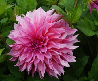 Dahlia (Dahlia 'Café au Lait Rosé')