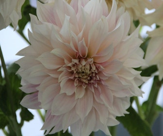 Dahlia (Dahlia 'Café au Lait')