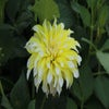 Dahlia ('Calgary Flames')