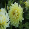 Dahlia (Dahlia 'Canary Fubuki')