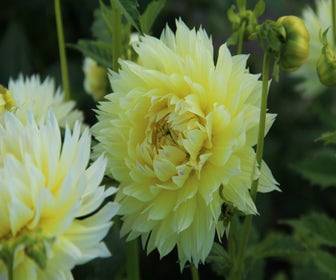 Dahlia (Dahlia 'Canary Fubuki')