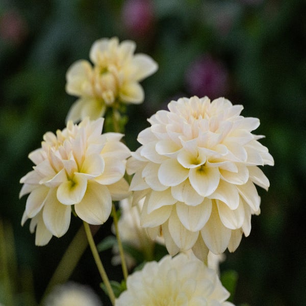 Dahlia (Dahlia 'Caramel Antique') 