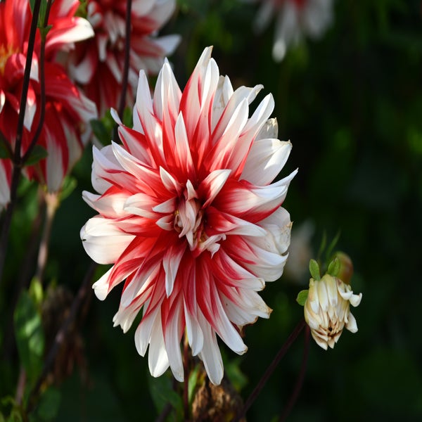 Dahlia ('Catching Fire')