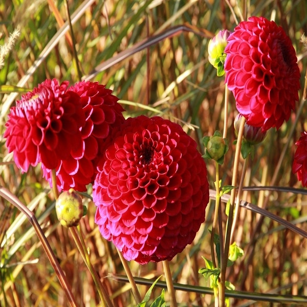 Dahlia 'Cornel'