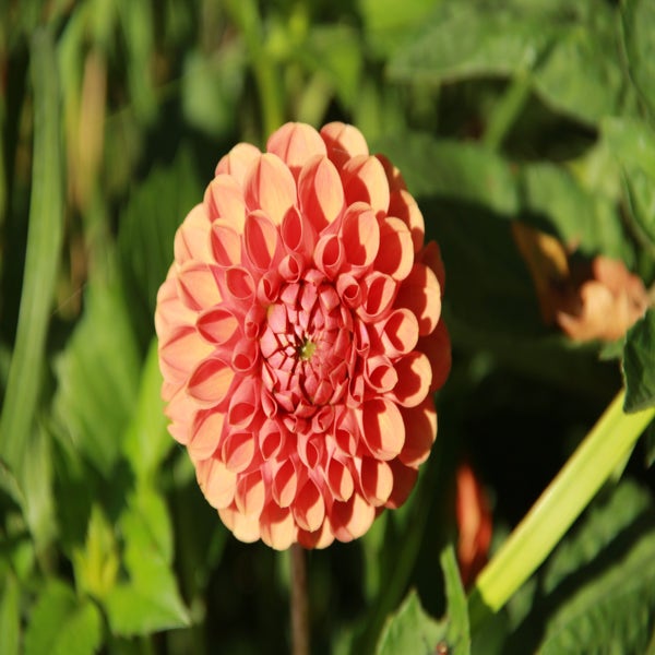Dahlia 'Cornel Brons' 
