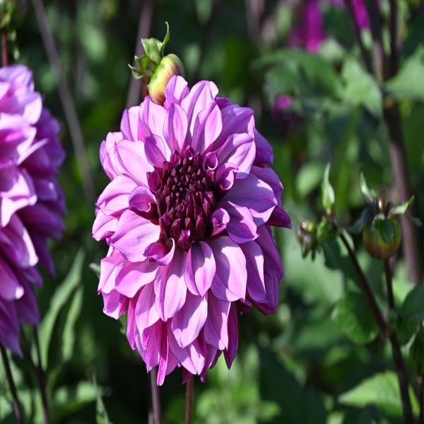 Dahlia ('Cranberry Classic')