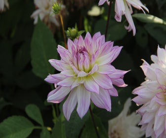 Dahlia (Dahlia 'Crazy Love')